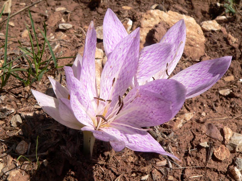Colchicum bivonae / Colchico di Bivona